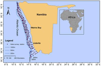 Northern Benguela Merluccius paradoxus Annual Growth From Otolith Chronologies Used for Age Verification and as Indicators of Fisheries-Induced and Environmental Changes